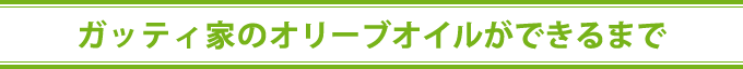 ガッティ家のオリーブオイルができるまで